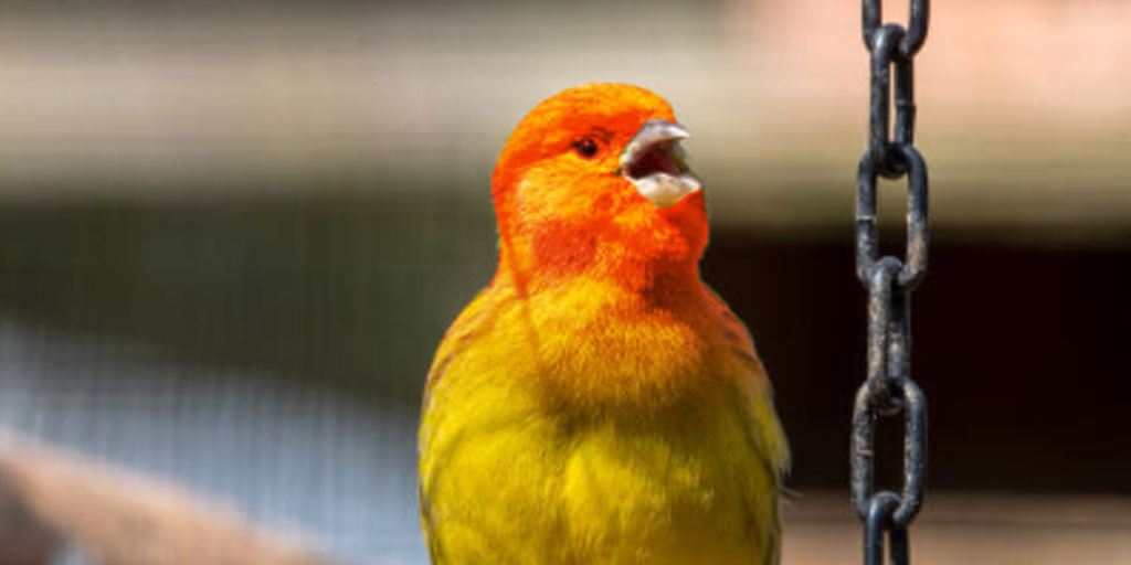 Ada beragam cara memilih burung kenari yang berkualitas.