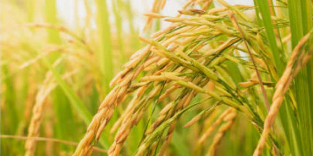 Ada beragam jenis-jenis padi yang dibudidayakan di Indonesia yang masing-masing memiliki manfaat dan peran sendiri-sendiri.
