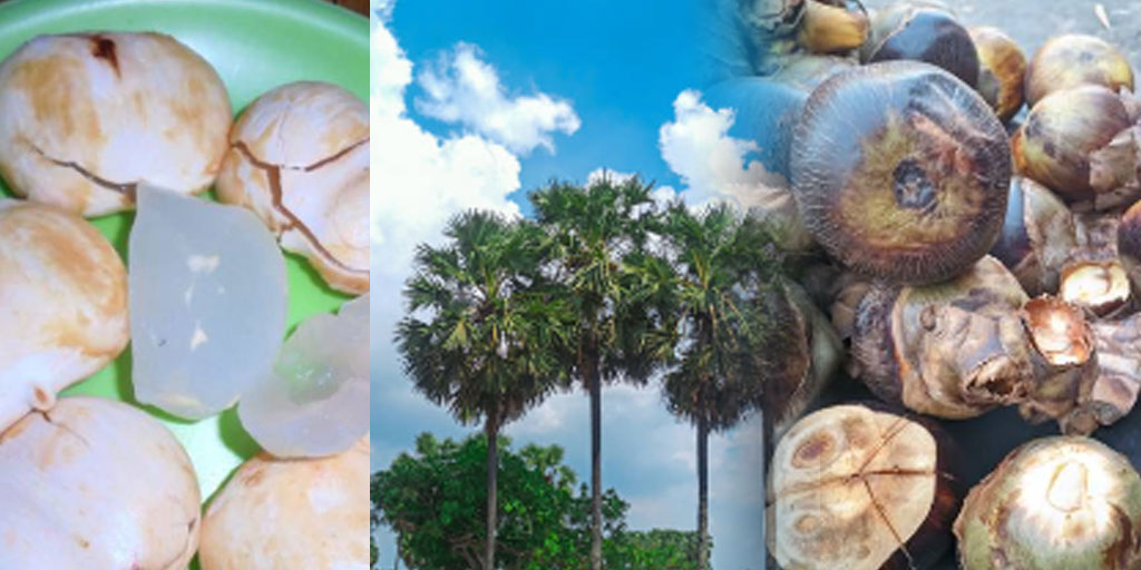 Ada beragam manfaat buah siwalan bagi kesehatan tubuh.