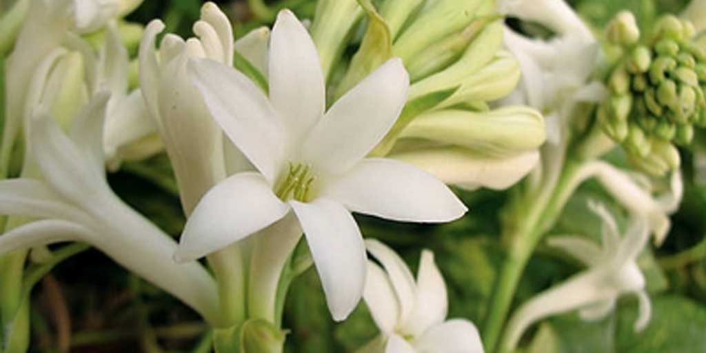 Ada beberapa tips budidaya bunga sedap malam agar tumbuh subur dan harum.