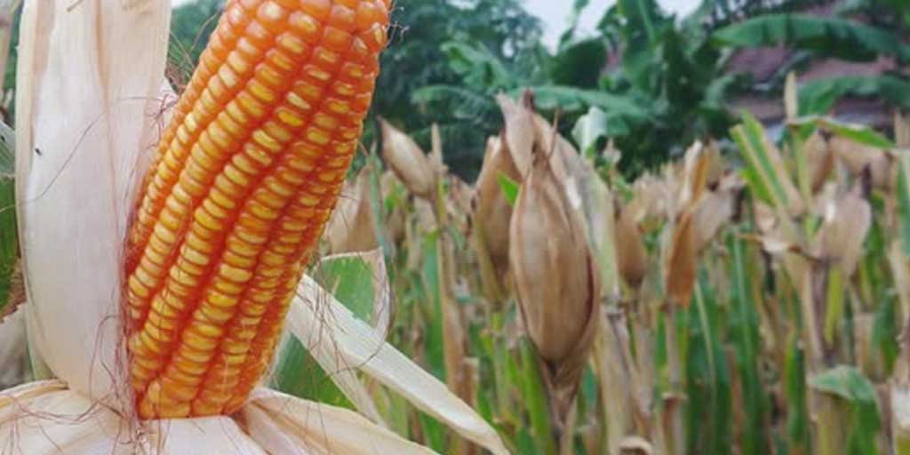 Ada beberapa tips cara menanam jagung Bisi 18 agar menghasilkan hasil panen yang optimal. Foto adalah ilustrasi.