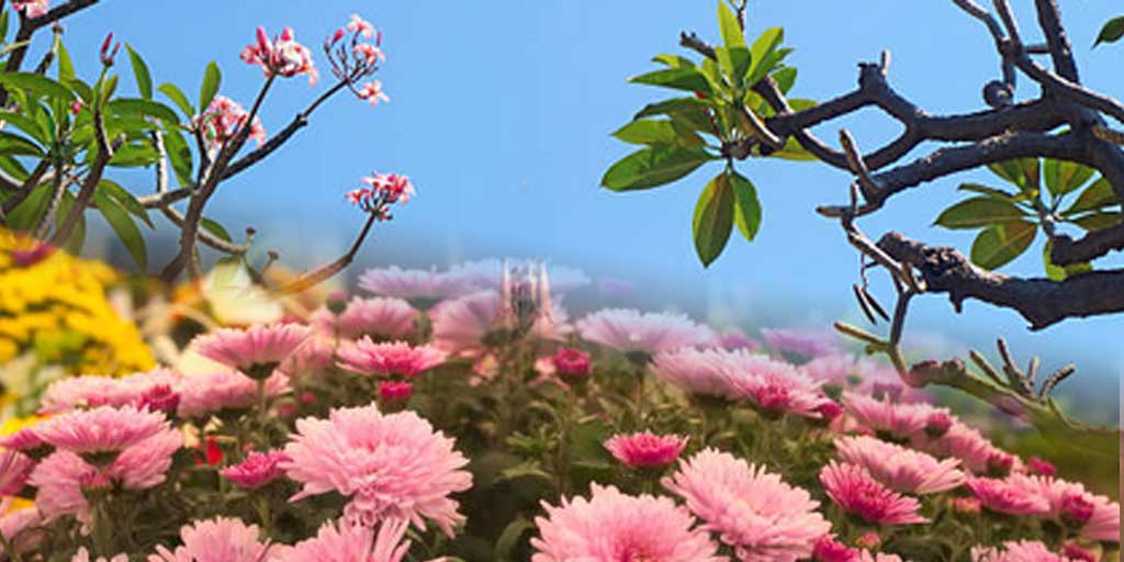 Ada berbagai tanaman kuburan dengan jenisnya, masing-masing memiliki sarat makna. Foto adalah ilustrasi.