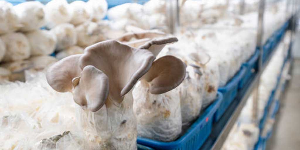 Mudah ditanam di rumah, budidaya jamur tiram kini semakin diminati.