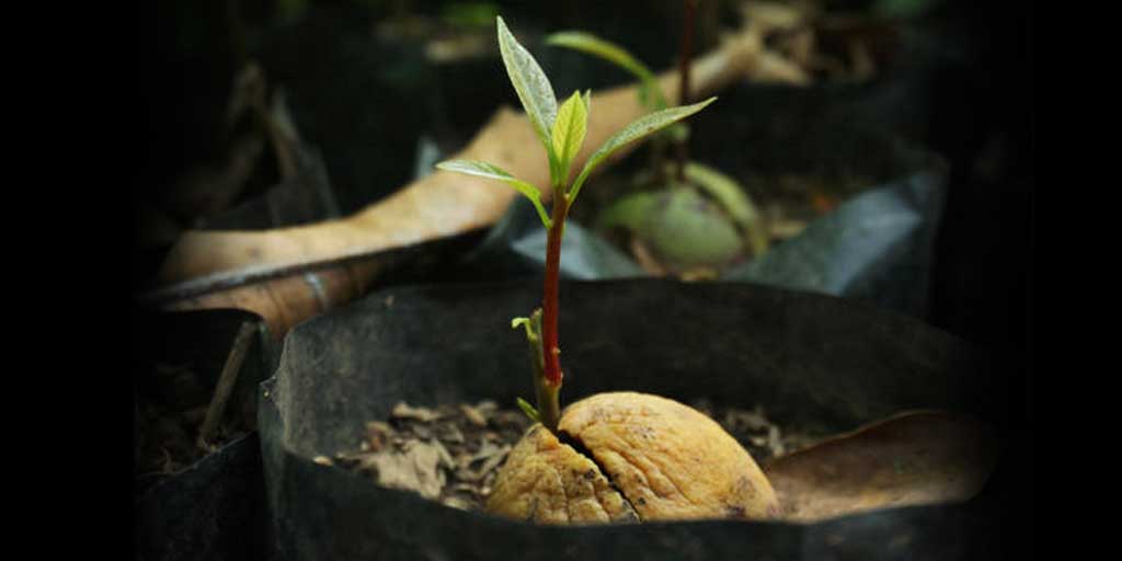 Ada beberapa tips cara merawat pohon alpukat agar tumbuh subur.