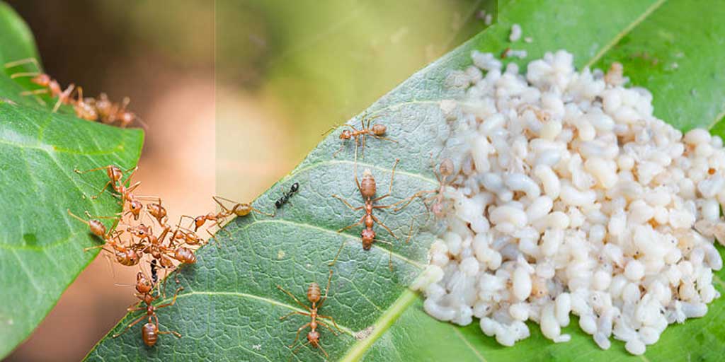 Budidaya kroto, modal minim, perawatan mudah, dan pasar yang stabil.