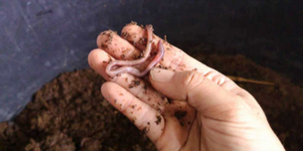 Budidaya cacing lumbricus  salah satu upaya meraub cuan dengan modal kecil. Foto adalah ilustrasi.