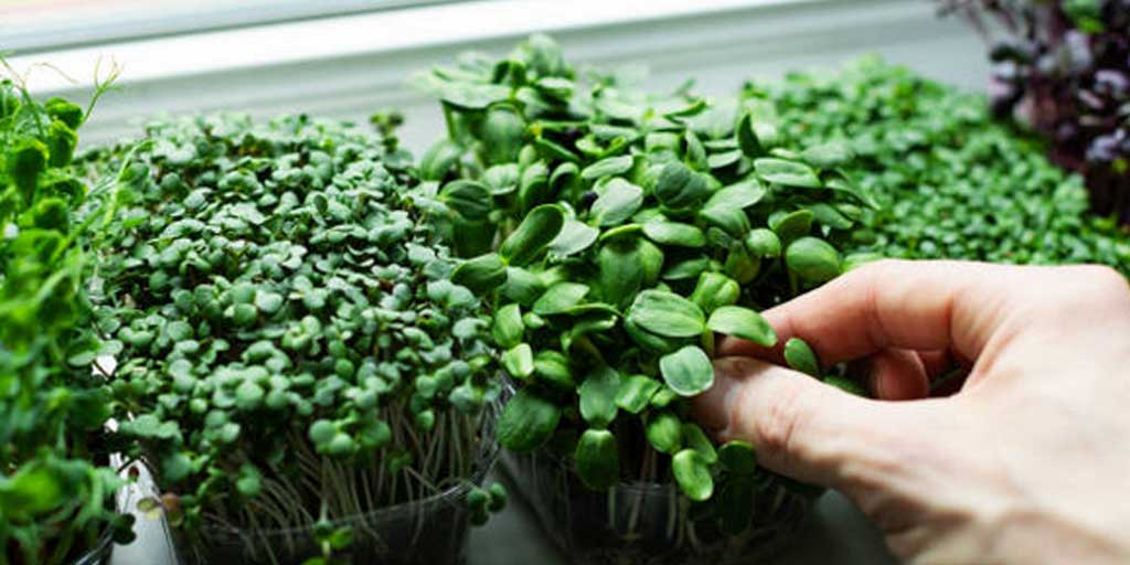 Microgreen kini jadi tren Gen Z dan kalangan milenial urban. Foto adalah ilustrasi.
