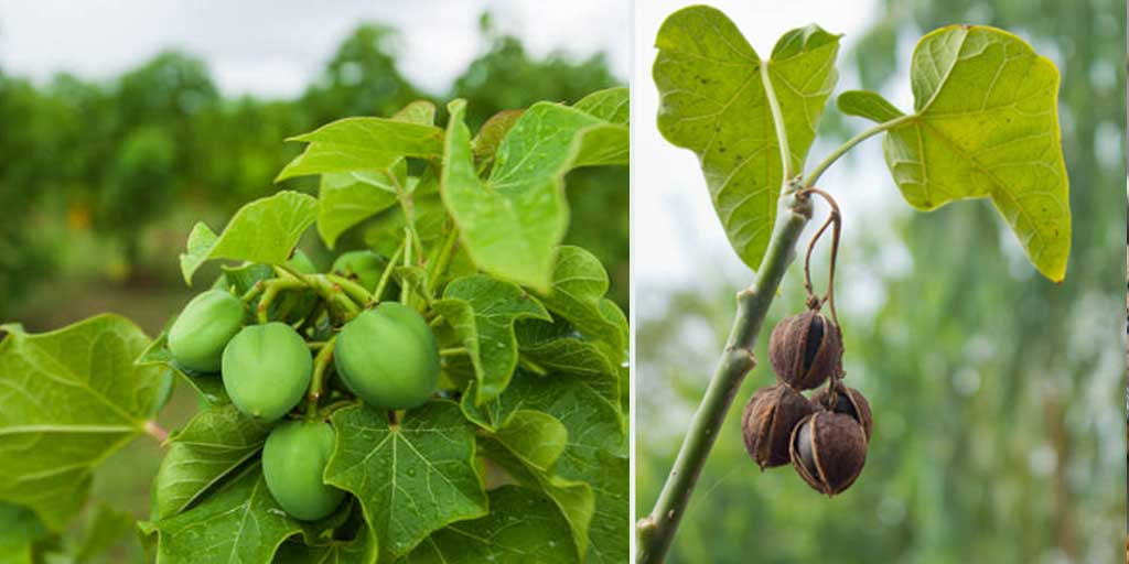 Minyak dari tanaman jarak bisa diolah jadi biodiesel alami, alternatif pengganti solar.