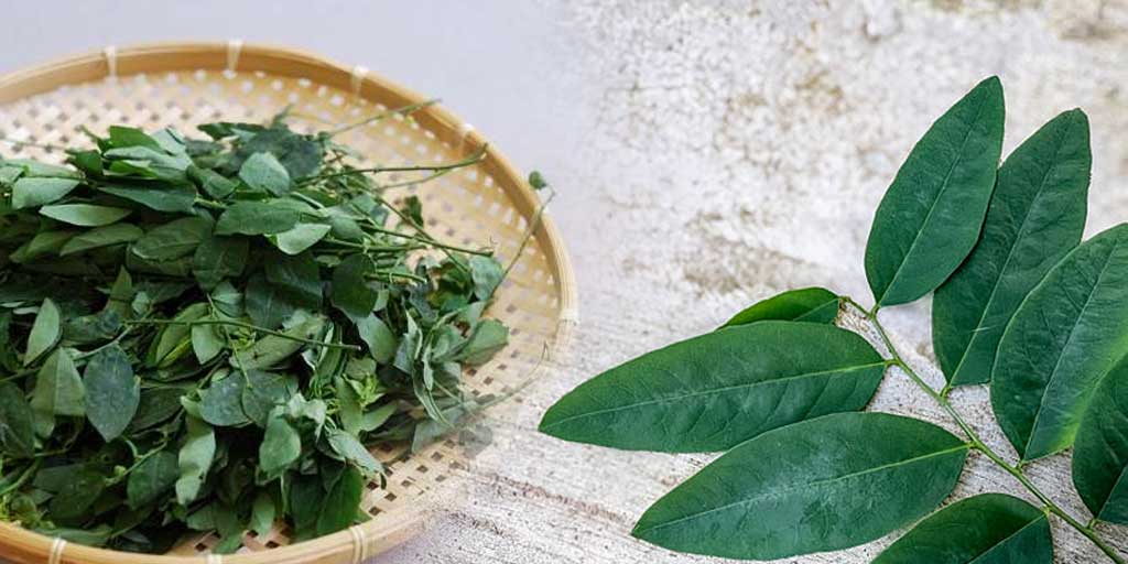 Daun katu yang memiliki banyak manfaat.