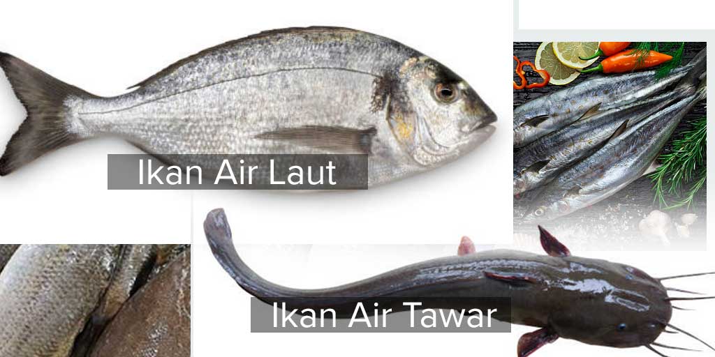 Ikan laut dan ikan tawar sama-sama memiliki kandungan omega-3.