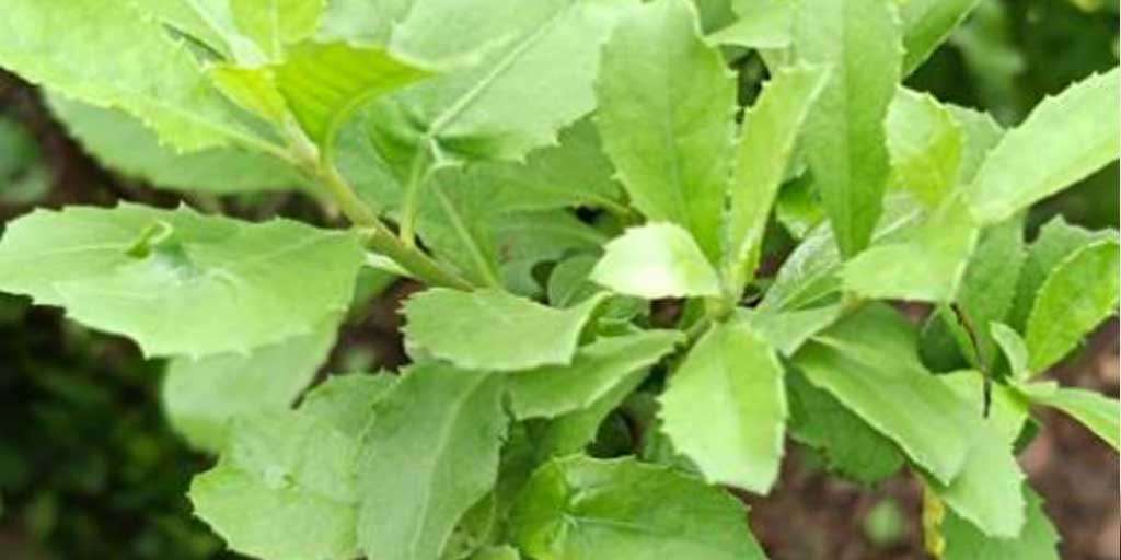 Daun beluntas memiliki banyak manfaat untuk kesehatan tubuh.