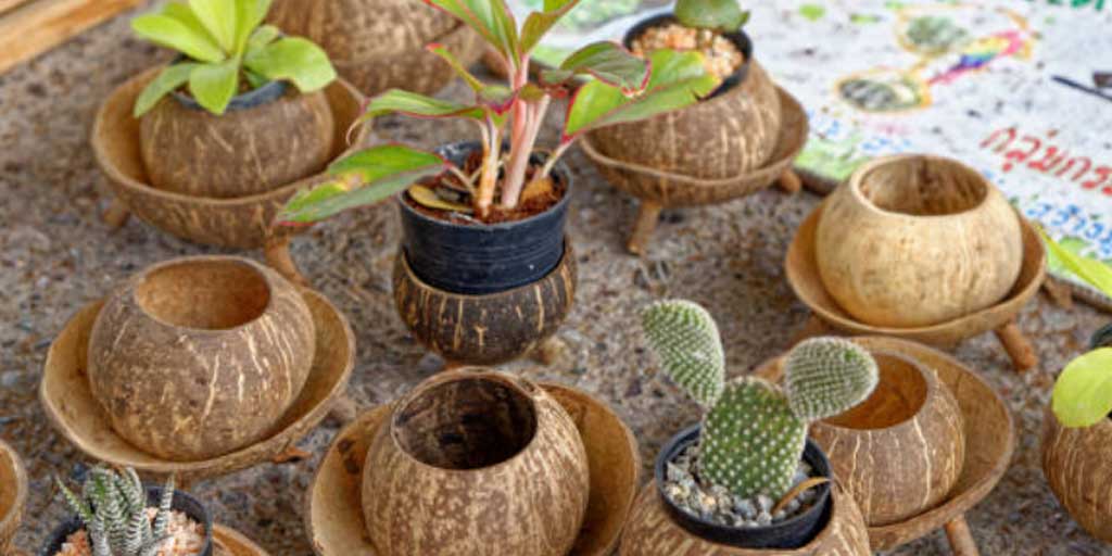 Batok kelapa kini bisa dimanfaatkan untuk menanam bonsai dan tanaman hias. Foto adalah ilustrasi.