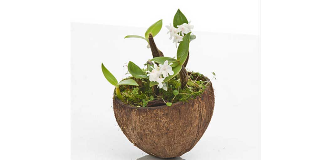 Bonsai batok kelapa jadi tren viral saat ini. Foto adalah ilustrasi.