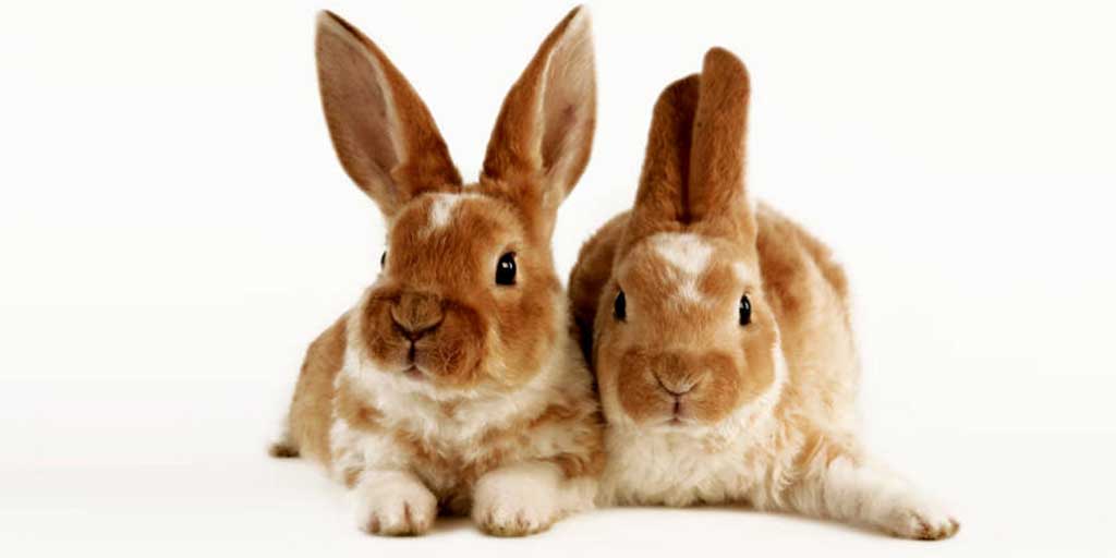 Sebelum memelihara, penting untuk mengenali jenis-jenis kelinci dan cara perawatan mereka agar dapat tumbuh sehat dan bahagia. Foto adalah ilustrasi.