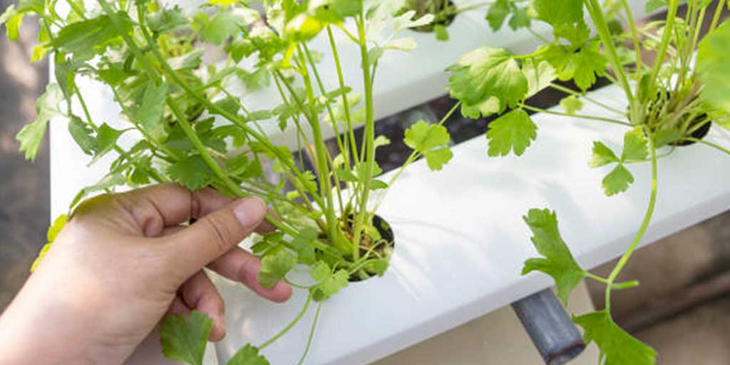 Budidaya seledri hidroponik jadi tren baru di dunia urban farming. Foto adalah ilustrasi.