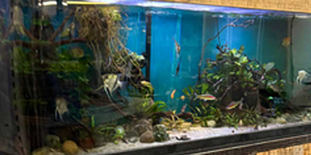 Ilustrasi desain aquascape.