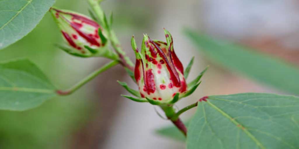 Rosella yang memiliki segudang manfaat bagi kesehatan.