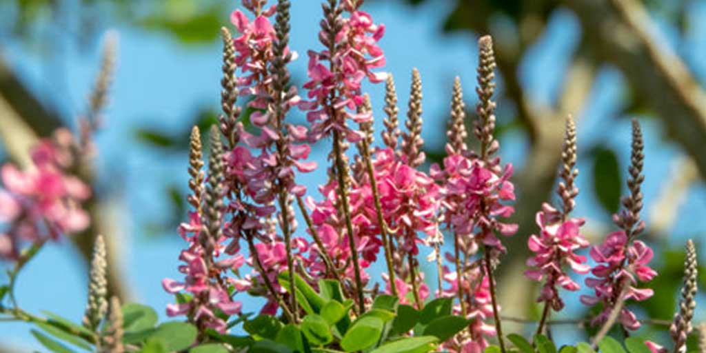 Tanaman Indigofera.