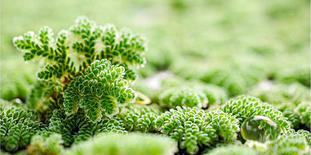 Azolla, tanaman air yang kaya manfaat, khsusunya bagi peternak dan petani. Foto adalah ilustrasi.