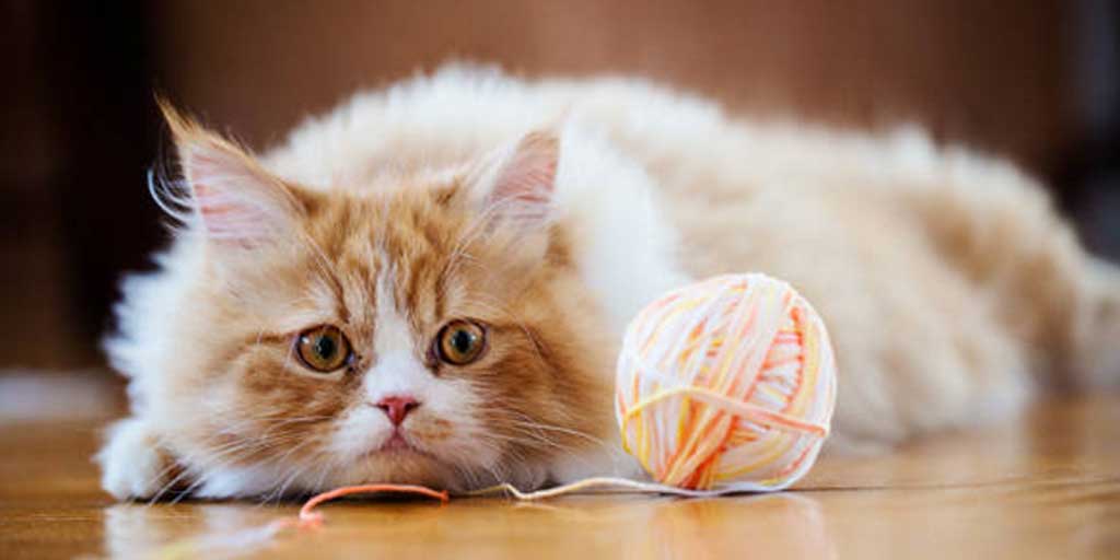 Terlihat polos, kucing bisa membikin mood lebih baik. Foto adalah ilustrasi.