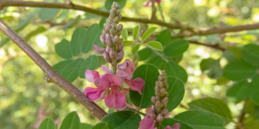 Tanaman Indigofera.