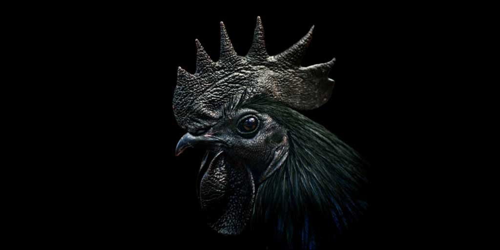 Ayam Cemani.
