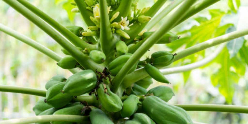 Bunga pepaya gantung kaya manfaat bagi kesehatan tubuh jika diolah dengan cara yang benar. Foto adalah ilustrasi.