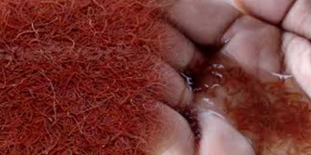 Cacing sutra kini jadi komoditas bernilai tinggi, terutama di dunia perikanan.