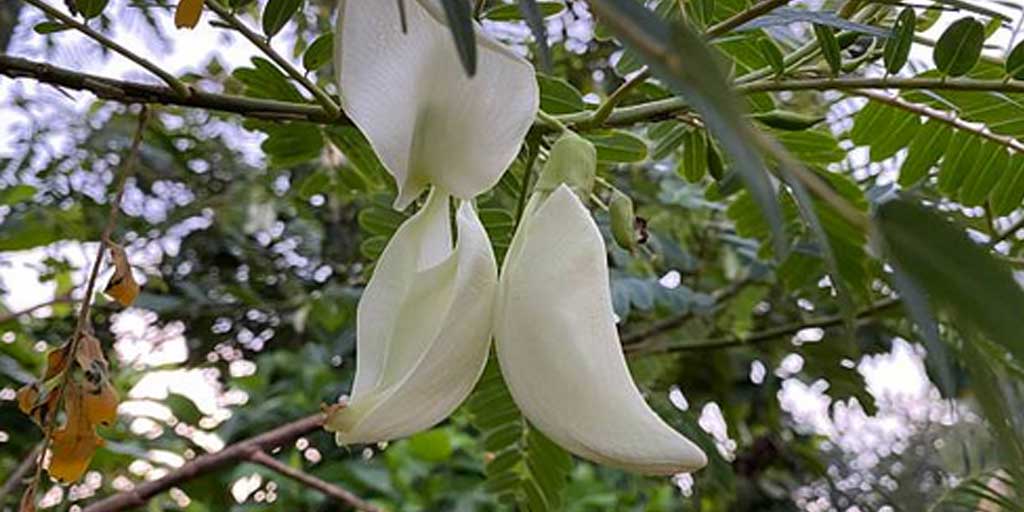 Bunga turi dijuluki  dijuluki sebagai superfood tradisional karena menyimpan segudang manfaat kesehatan.