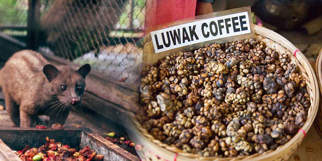 Kopi luwak adalah salah satu kopi termahal di dunia yang berasal dari proses pencernaan hewan bernama luwak atau musang.