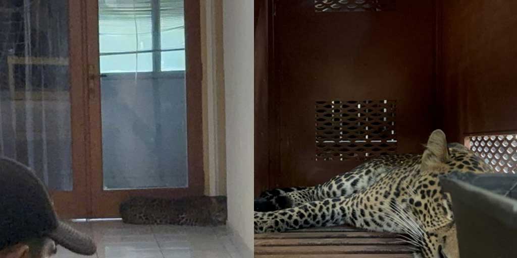 Seekor macan tutul yang masuk ke dalam hotel berhasil dievakuasi di Hotel Anugerah, Kota Bandung, Jawa Barat, Senin (6/10).