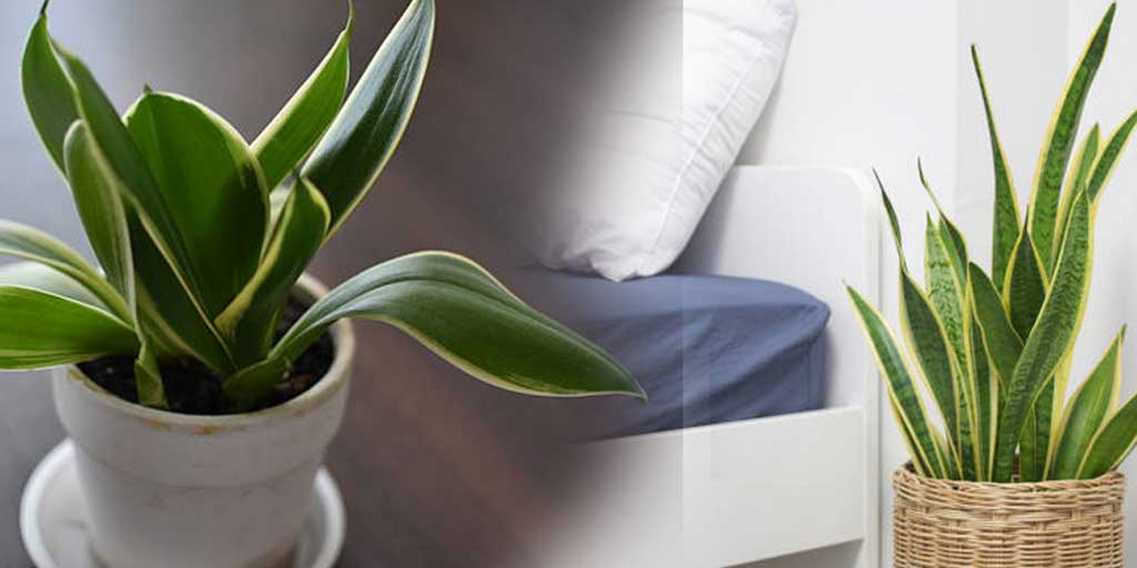 Dengan penempatan yang tepat menurut feng shui, lidah mertua bisa menjadi simbol keberuntungan, perlindungan, dan ketahanan dalam menghadapi berbagai situasi kehidupan.