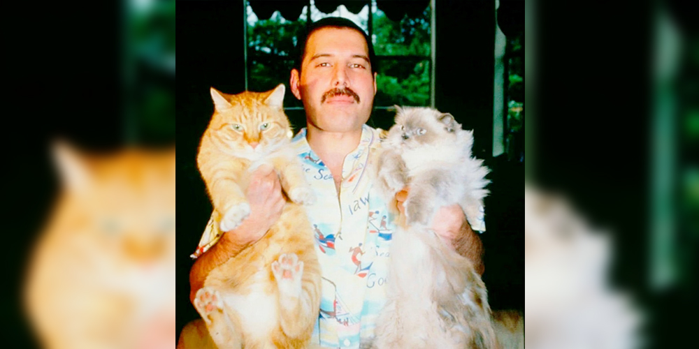 Di balik suara garang dan aksi panggung penuh energi, sosok ini ternyata penyayang kucing sejati. Ia dikenal memelihara banyak kucing selama hidupnya&mdash;bahkan menulis lagu khusus untuk salah satunya.