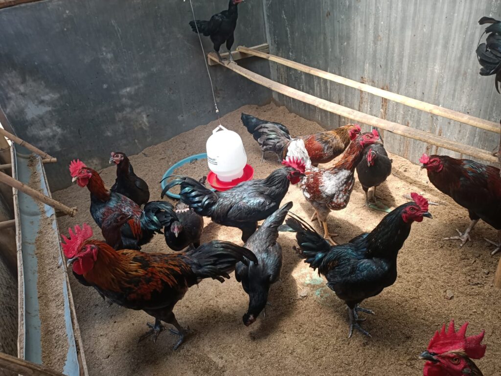 Sekelompok ayam kampung unggul (KUB) di dalam kandang tertata rapi, menunjukkan produktivitas dan ketahanan yang jadi keunggulan unggas lokal ini.