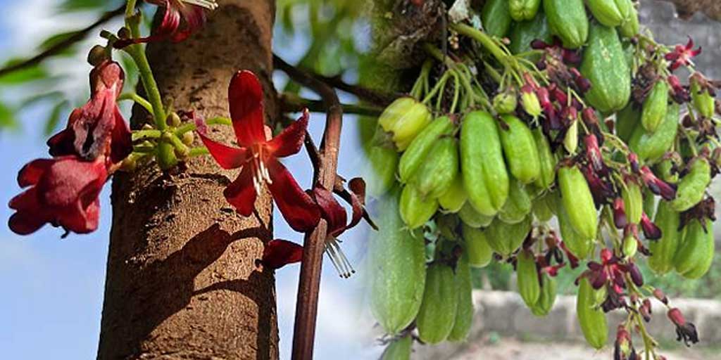 Bunga belimbing sayur kecil dan berwarna ungu kemerahan ini memiliki segudang manfaat kesehatan.