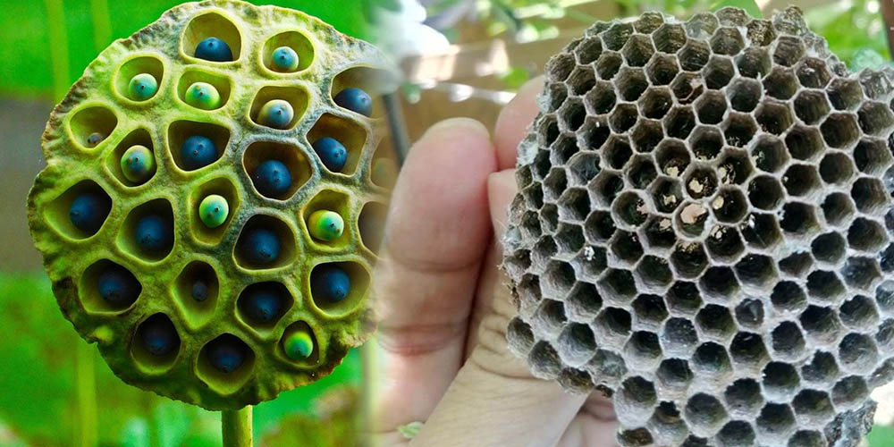 Pola lubang rapat seperti pada biji teratai (lotus seed pod) dan sarang lebah sering memicu reaksi trypophobia &mdash; sensasi merinding, geli, hingga mual hanya karena tekstur visualnya.