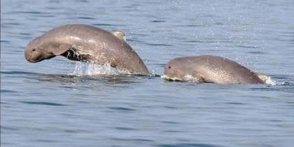 Dua ekor Pesut Mahakam muncul di permukaan Sungai Mahakam, Kalimantan Timur. Populasinya kini diperkirakan tinggal sekitar 62 ekor di alam liar.