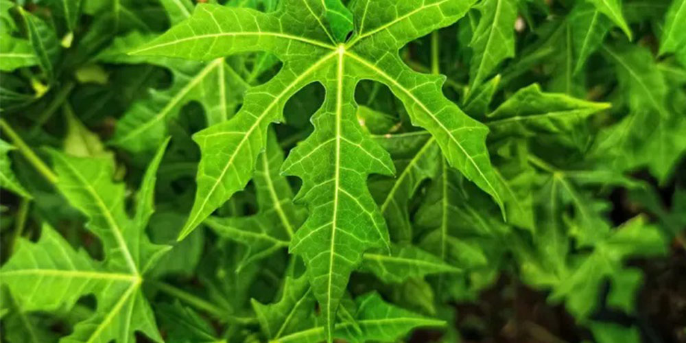 Daun pepaya Jepang (Cnidoscolus aconitifolius), sayur hijau yang lembut tanpa rasa pahit, kaya protein, zat besi, dan antioksidan. Cocok buat jaga darah, jantung, dan kulit tetap sehat.