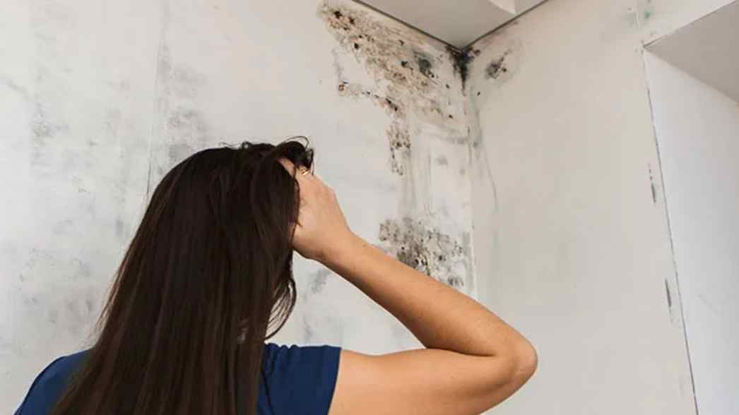 ilustrasi black mold