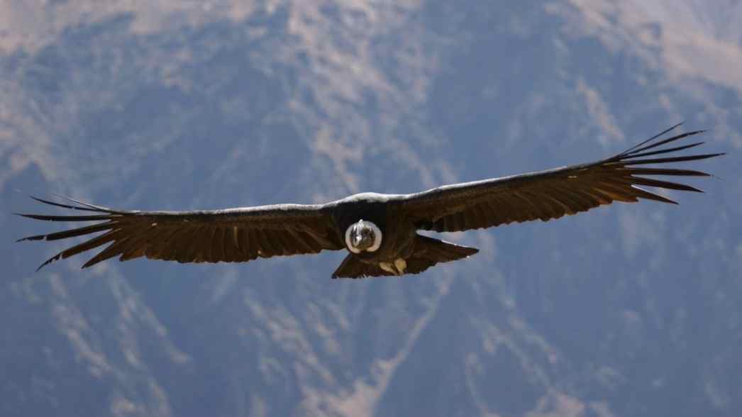Seekor burung kondor Andes melayang di atas pegunungan dengan rentang sayap raksasa, menegaskan statusnya sebagai salah satu penguasa langit terkuat di dunia.