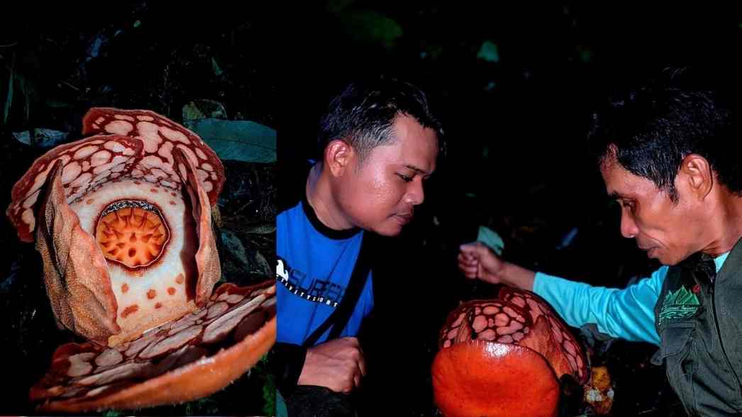 Seorang konservasionis Indonesia tak kuasa menahan haru saat akhirnya menemukan bunga Rafflesia hasseltii yang mekar sempurna di tengah hutan setelah 13 tahun