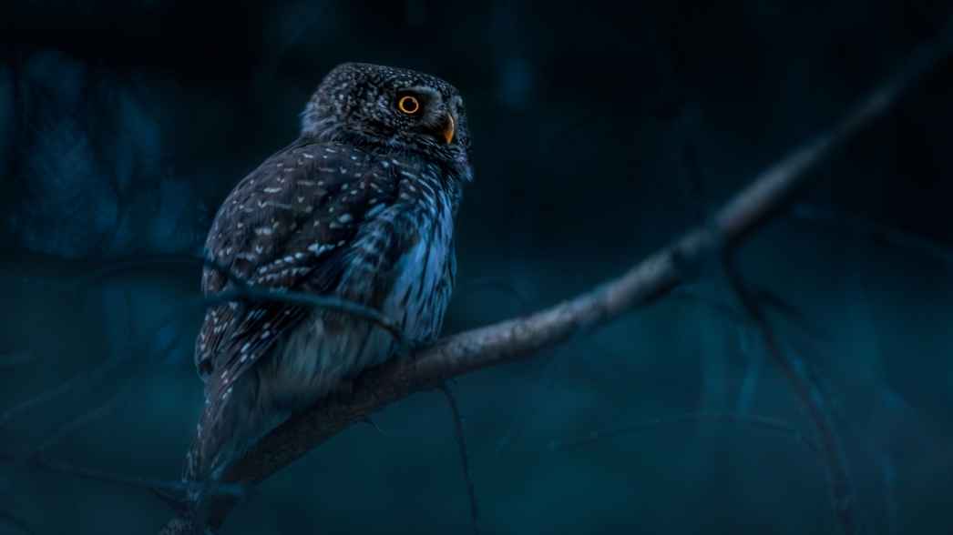 Burung hantu bertengger di dahan pada malam hari, menjadi predator alami yang membantu petani mengendalikan hama tikus di area persawahan