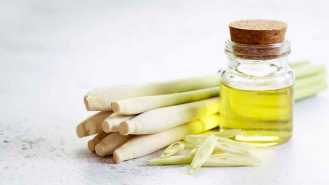 Minyak sereh alami yang dibuat dari batang sereh segar dapat menjadi pilihan aromaterapi rumahan untuk relaksasi dan mengurangi stres.