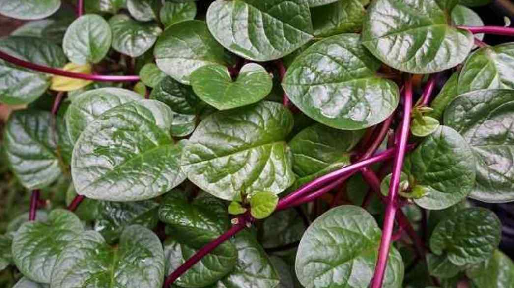 Daun binahong segar dengan batang kemerahan, dikenal sebagai tanaman herbal yang membantu mempercepat pemulihan luka berkat kandungan antioksidan dan senyawa penyembuh alaminya