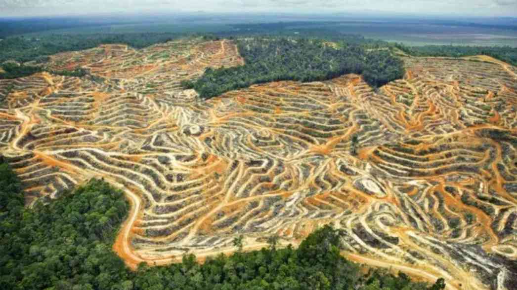 Indonesia kembali menempati peringkat kedua dunia untuk kehilangan hutan, terutama hutan primer, akibat ekspansi lahan, komoditas, dan kebakaran.