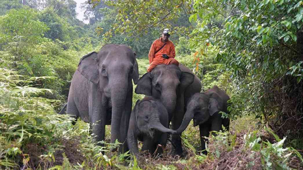 TIm Flying Squad bersama beberapa ekor gajah jinak berjalan di kawasan Taman Nasional Tesso Nilo, Riau, yang kian menyusut akibat perambahan dan kebakaran hutan dan lahan.