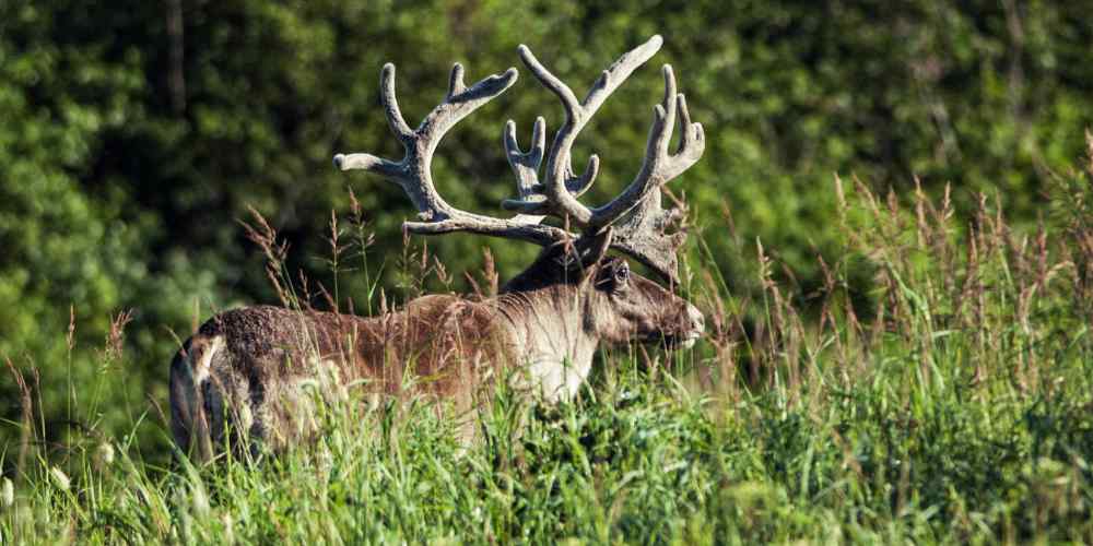 Ilustrasi  Caribou