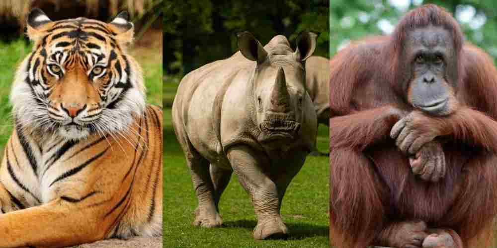 Tiga satwa ikonik Indonesia yang kini berada di ambang kepunahan: Harimau Sumatera, Badak Jawa, dan Orangutan. Deforestasi dan perburuan liar terus mengancam keberlangsungan hidup mereka di alam