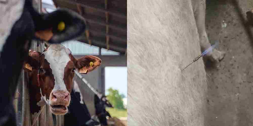 Momen penanganan sapi yang mengalami kembung. Gas metana di dalam perut dilepaskan menggunakan alat khusus agar tekanan berkurang dan sapi bisa kembali bernapas lega.