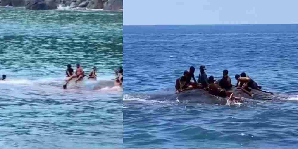 Anak-anak Lamalera tampak bermain di atas paus di perairan Flores, potret kedekatan manusia dan laut yang lahir dari tradisi panjang hidup berdampingan dengan alam.